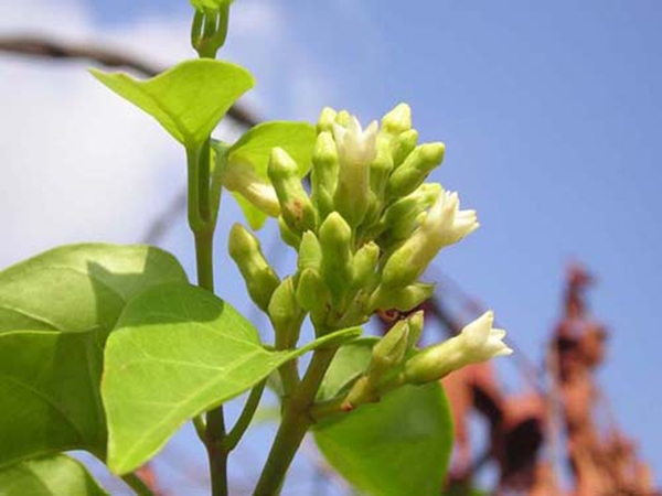 cách giảm béo nhanh và hiệu quả