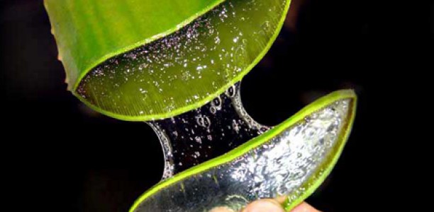 làm kem trắng da từ lô hội và nha đam