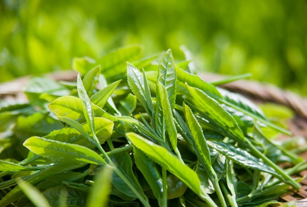 Chống lão hóa da mặt