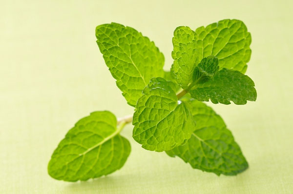 làm đẹp da từ lá bạc hà