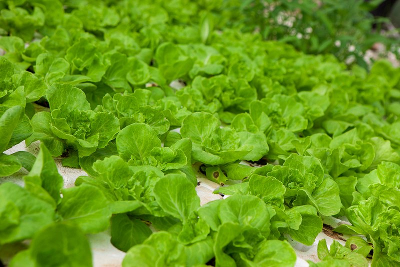 Làm đẹp da từ lá xà lách