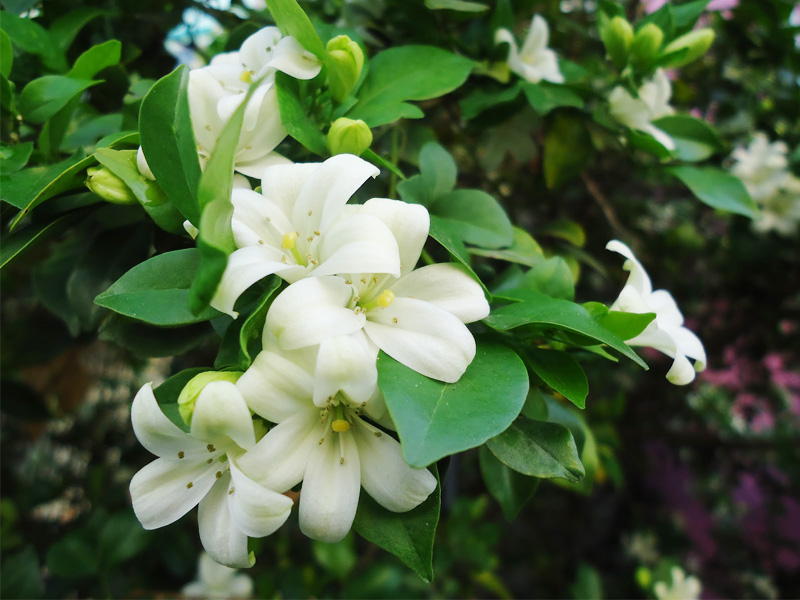 Làm đẹp da từ lá nguyệt quế