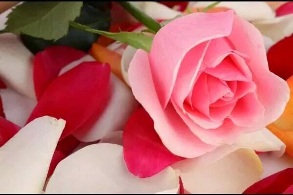 mua nước hoa hồng 2