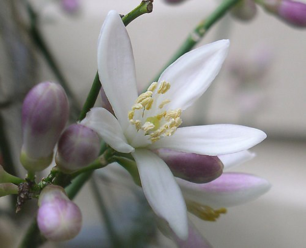 kem dưỡng da chống lão hóa nào tốt