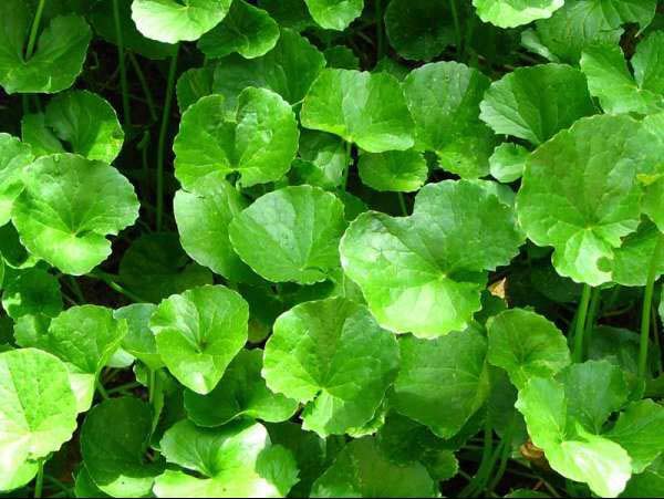 trị nám từ rau má