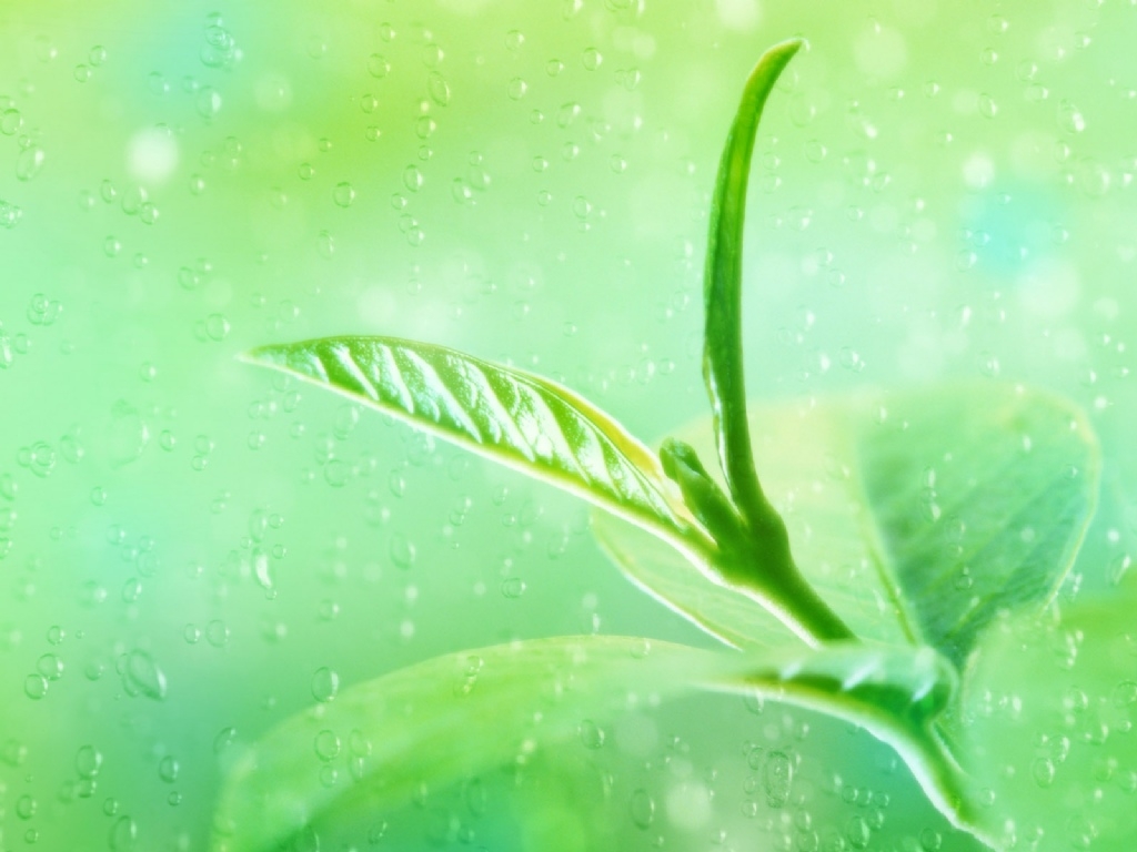 trị nám với trà xanh