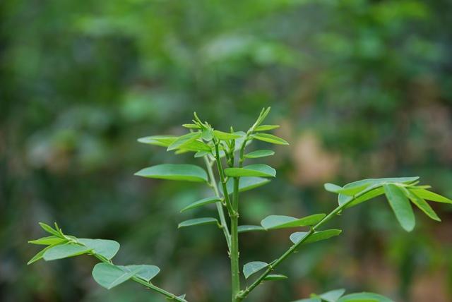 trị nám từ rau ngót