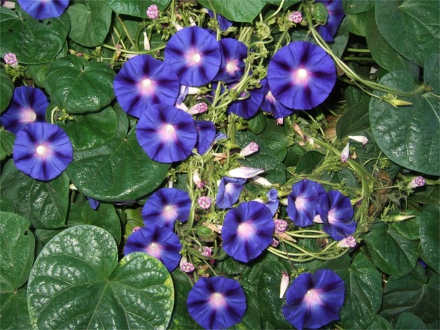 trị nám tự nhiên