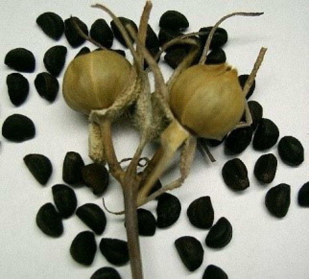 chữa nám da tốt