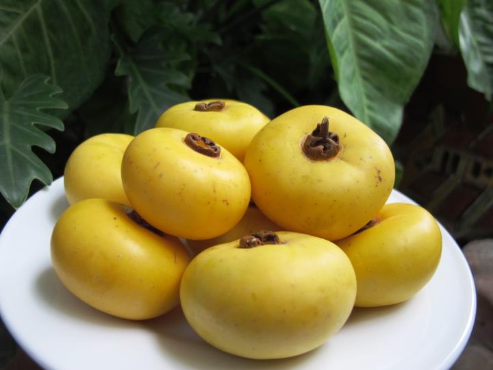 Trị nám từ thị