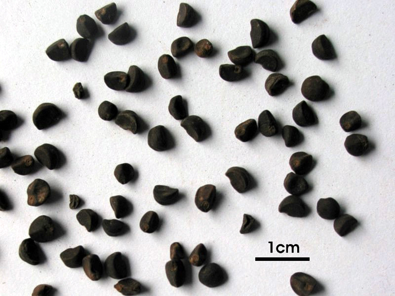 trị nám từ bìm bìm đen