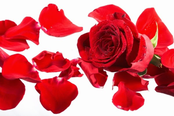 tự làm nước hoa tại nhà