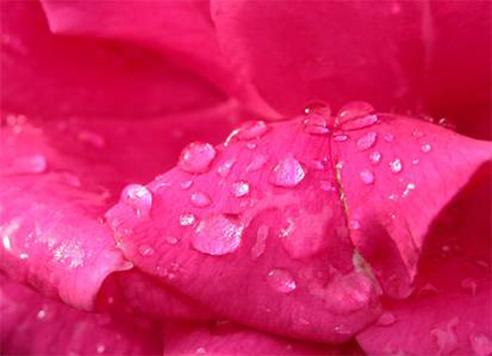 cách làm nước hoa hồng