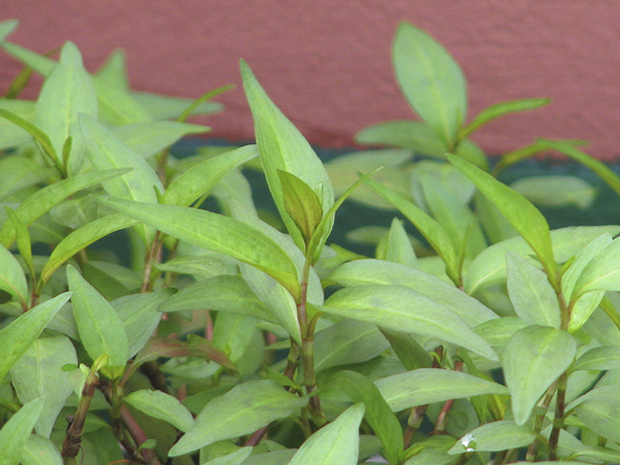 trị lỗ chân lông to 3