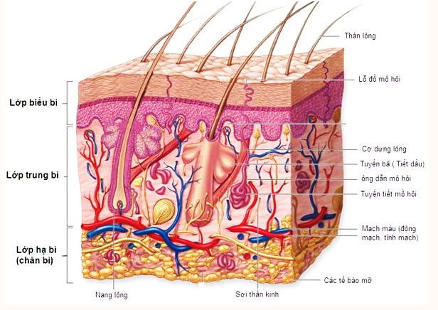 quá trình mất nước trên da