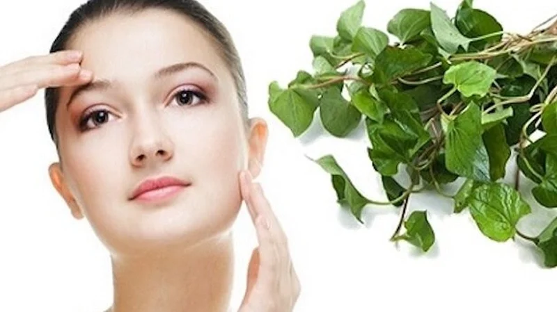 Những lưu ý khi áp dụng cách trị mụn bọc bằng rau diếp cá