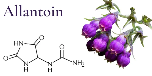 Allantoin là gì? Ứng dụng như thế trong mỹ phẩm