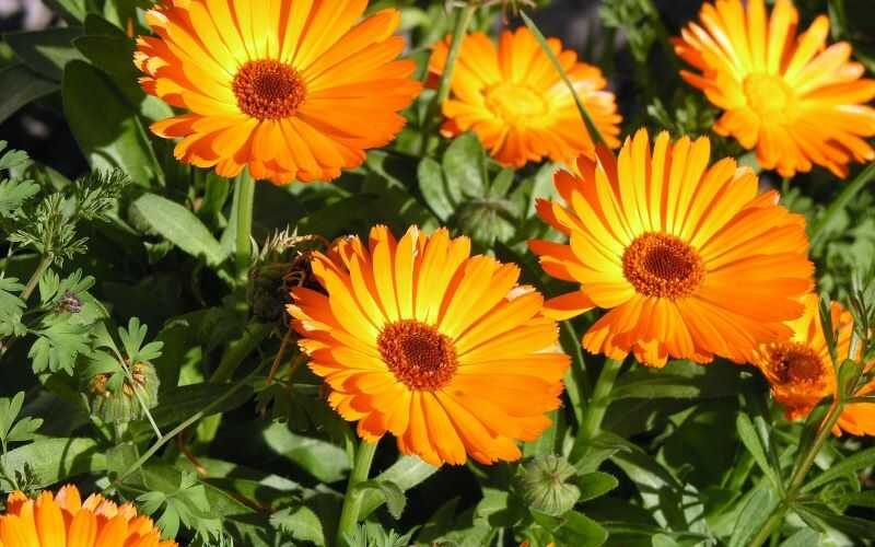 Calendula extract là gì? Cách chọn sản phẩm chứa thành phần Calendula extract
