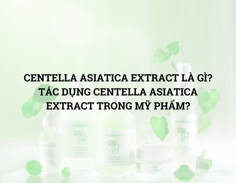 Centella asiatica extract là gì và nguồn gốc từ rau má