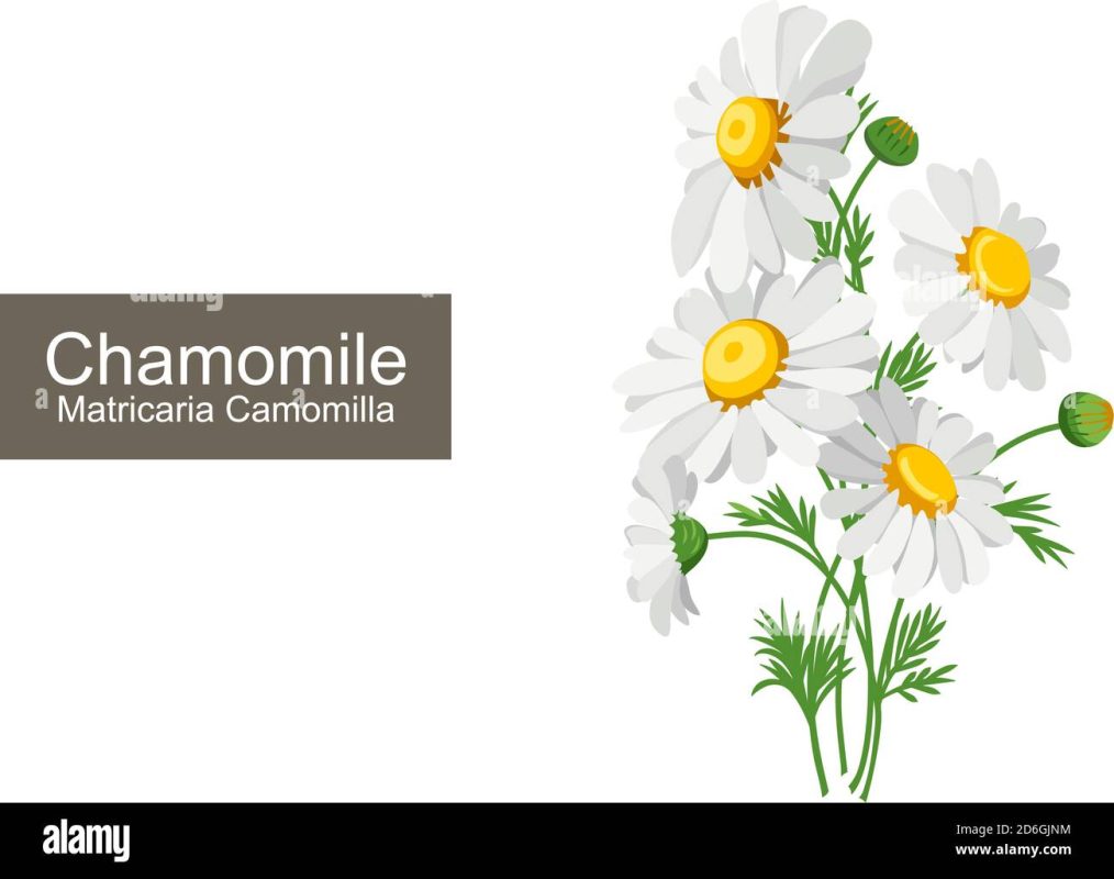Chamomile extract là gì? Công dụng & 3 ứng dụng nổi bật