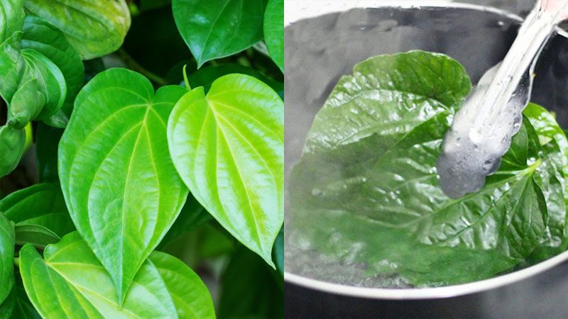Liệu có cần kết hợp lá trầu không với nguyên liệu khác để tăng hiệu quả điều trị không?