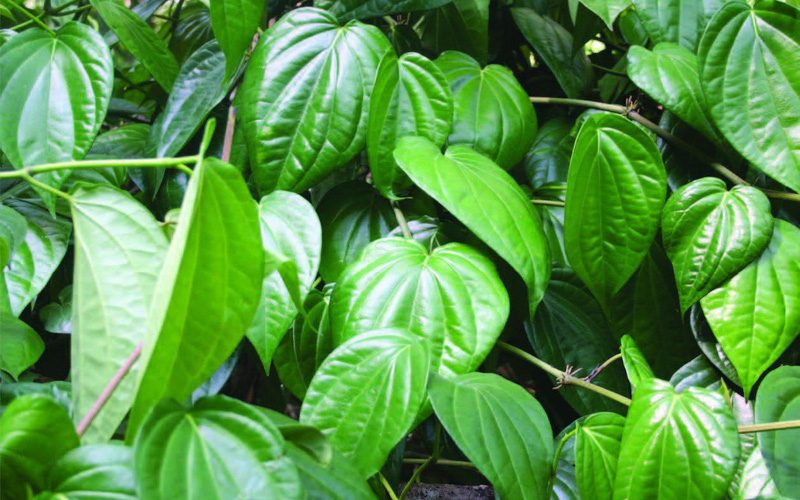 Lưu ý khi chữa nám bằng trầu không tại nhà
