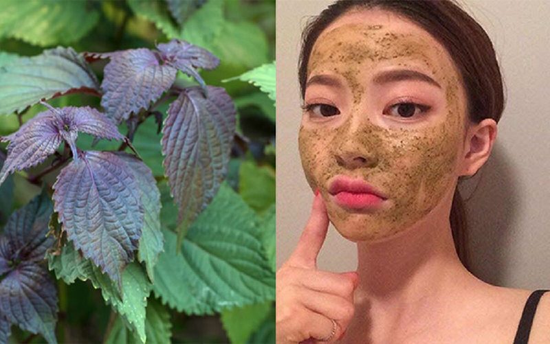 Chữa nám da bằng lá tía tô có thực sự hiệu quả
