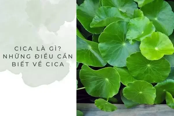 Cica là gì? Nguồn gốc và thành phần hóa học của Cica
