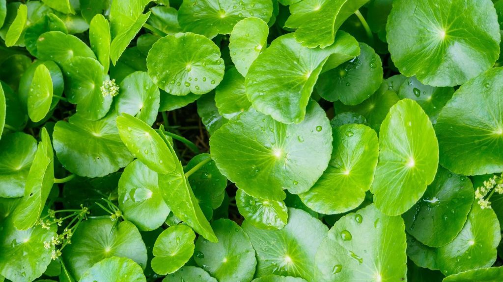Cica có phù hợp với mọi loại da?