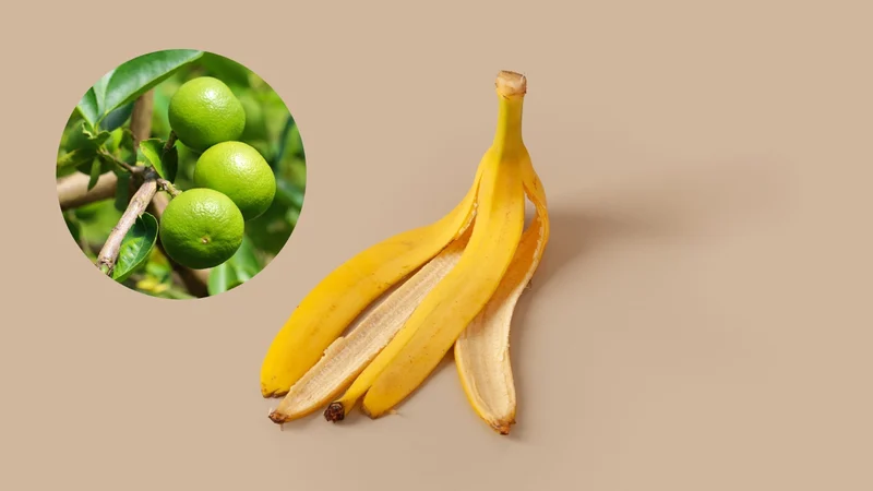 Cách bảo quản và sử dụng vỏ chuối để tối ưu hiệu quả dưỡng sáng da