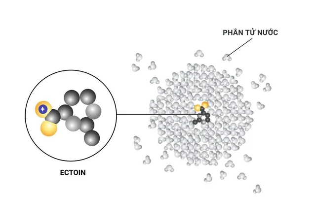 Ectoin là gì? Nguồn gốc và cơ chế hoạt động của ectoin