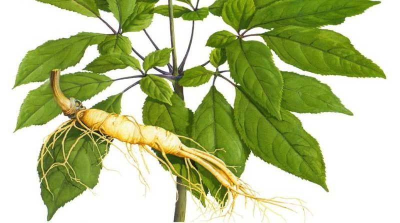 Ứng dụng của ginseng extract trong chăm sóc da