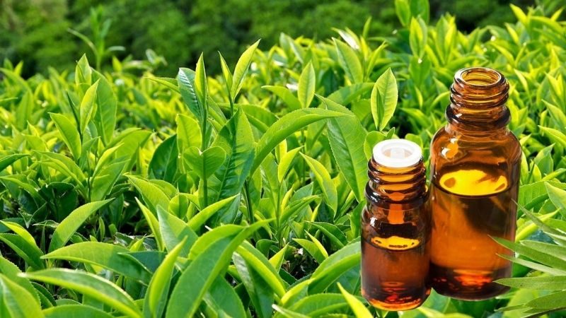 Green tea extract là gì? Lợi ích nổi bật của chiết xuất trà xanh