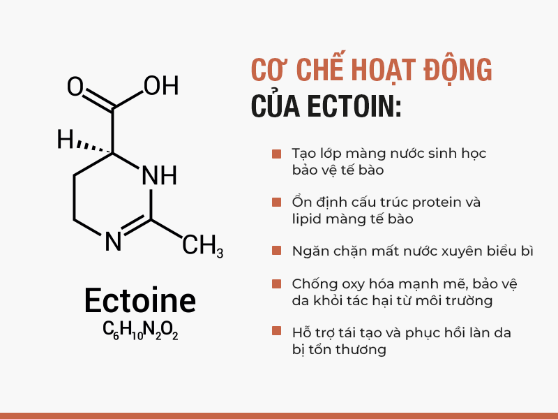 Hoạt chất Ectoin là gì? Tìm hiểu cơ chế hoạt động của ectoin với làn da