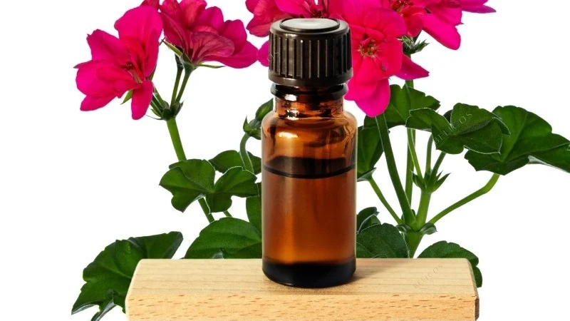 Lợi ích của tinh dầu phong lữ đối với làn da