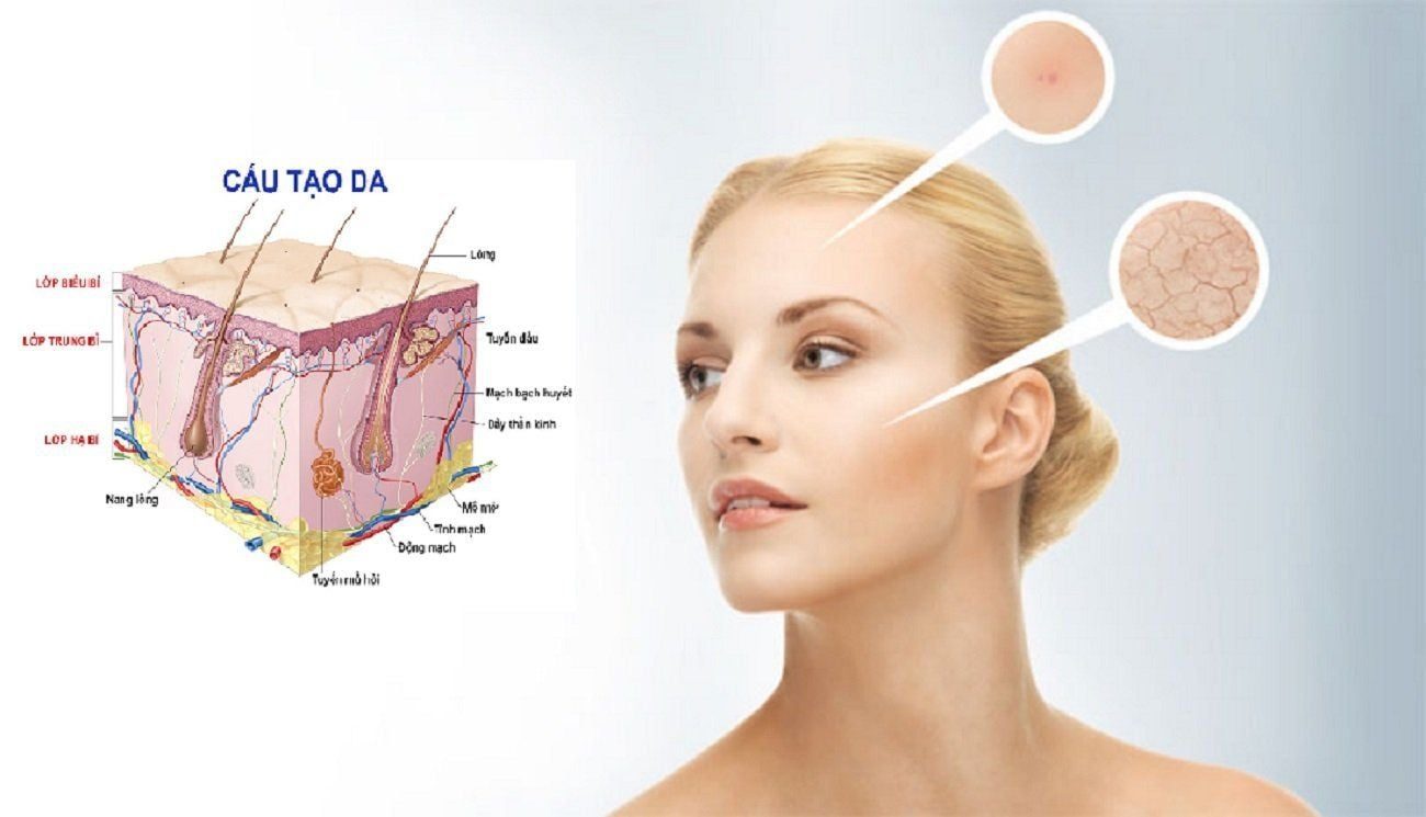 Lớp hạ bì có vai trò quan trọng trong cấu trúc da?