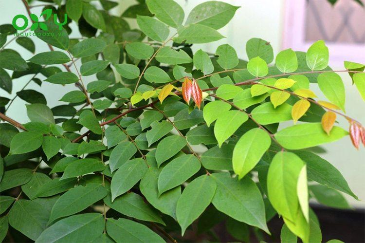 Kết hợp mẹo dân gian với sản phẩm Dr.Spiller giúp cải thiện da mẩn đỏ nhanh chóng