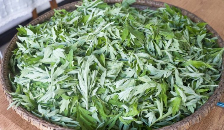 Điều gì sẽ xảy ra nếu dùng Mugwort extract trong thời gian dài mà không kết hợp dưỡng ẩm đúng cách?