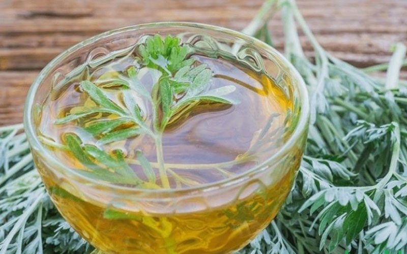 Mugwort extract là gì? Lợi ích của Mugwort extract trong chăm sóc da