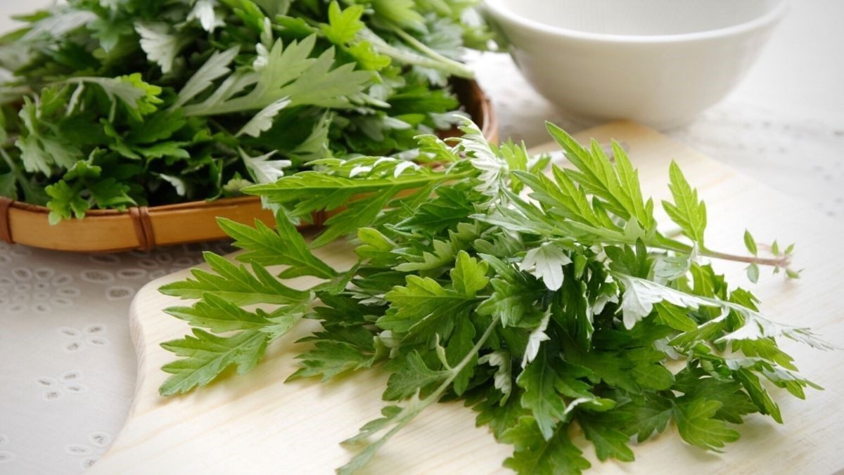 Ứng dụng của Mugwort extract trong y học cổ truyền