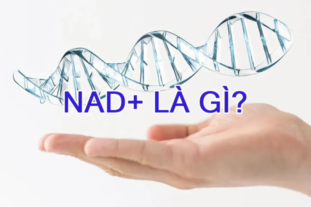 NAD+ là gì? Vấn đề đặt ra là: điều gì xảy ra nếu mức NAD+ trong cơ thể suy giảm theo thời gian?