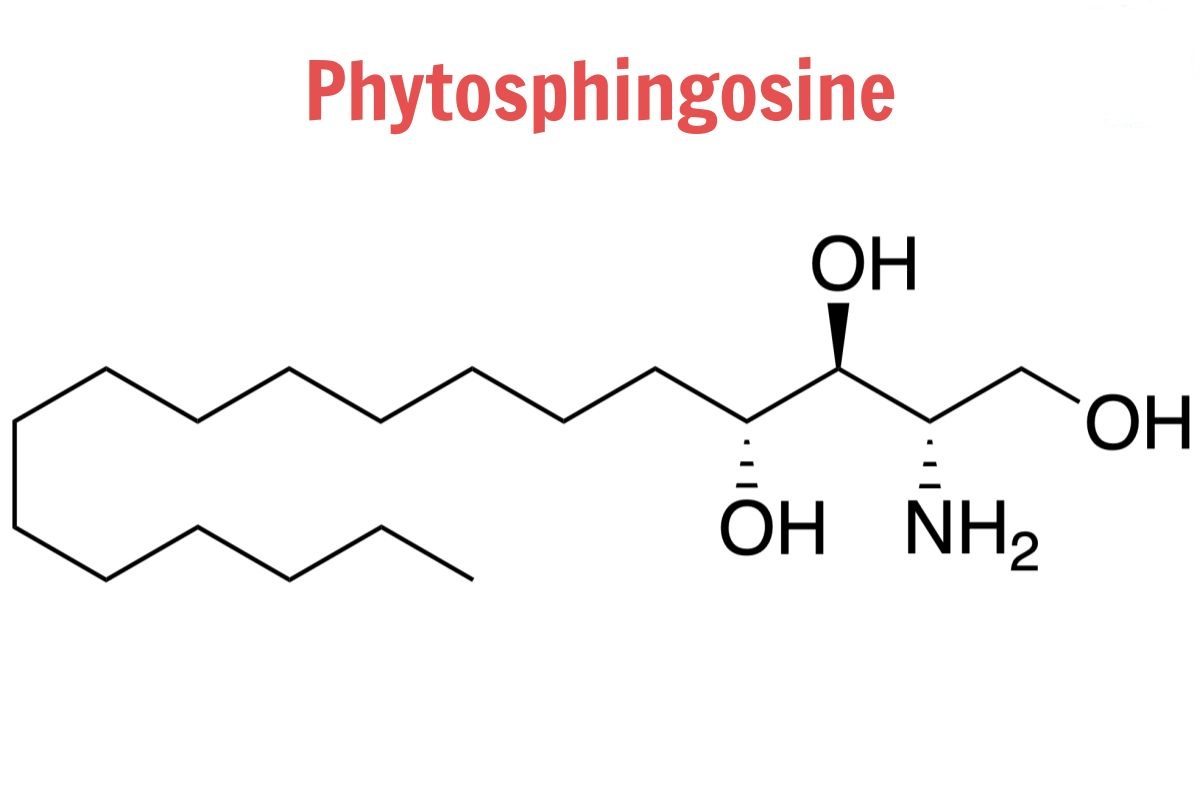 Phytosphingosine là gì? Tác dụng nổi bật của Phytosphingosine trong chăm sóc da