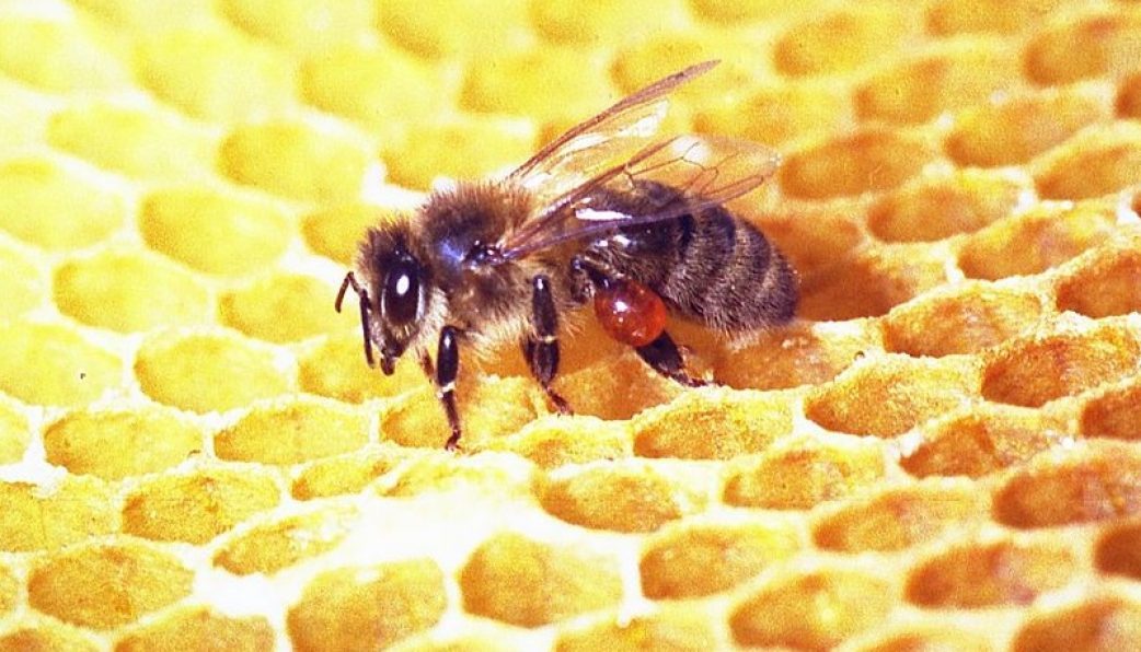 Những lưu ý khi sử dụng sản phẩm chứa propolis