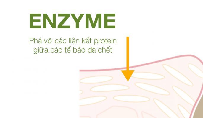 Ứng dụng của pumpkin enzyme trong mỹ phẩm