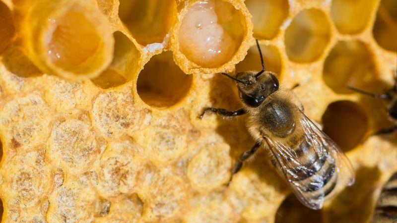 Cách sử dụng royal jelly hiệu quả và an toàn