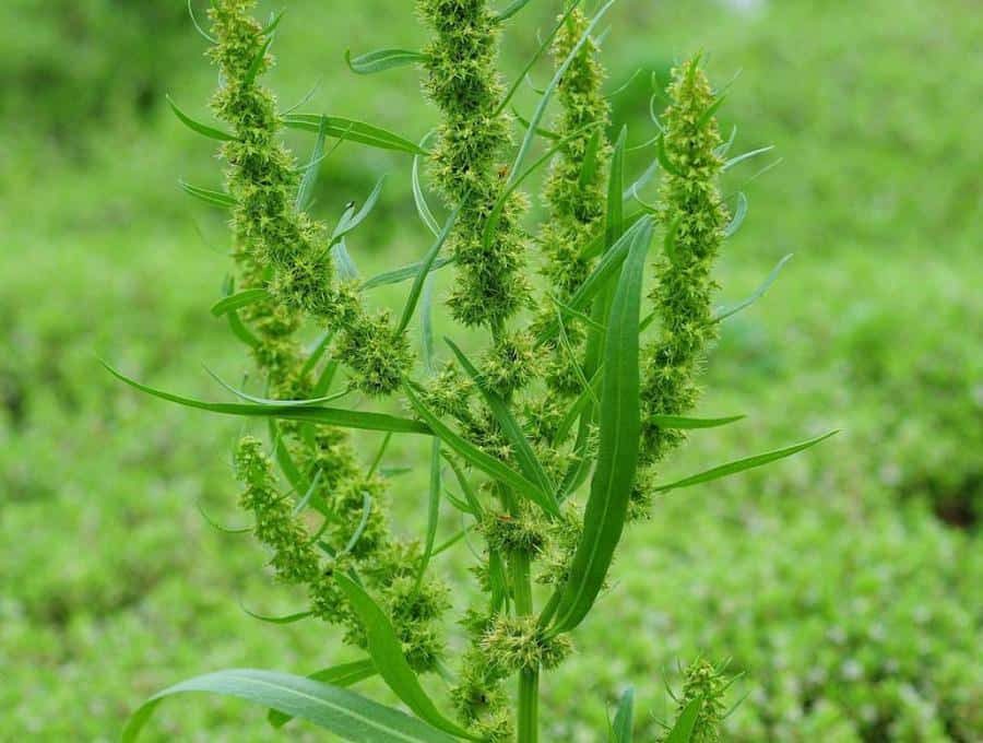 Rumex extract có thực sự đủ mạnh để thay thế hoàn toàn các hoạt chất mạnh như hydroquinone hay tranexamic acid trong điều trị nám sâu?