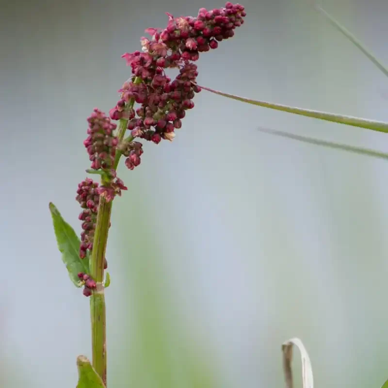 Vậy liệu người dùng có thể sử dụng Rumex extract quanh năm, kể cả vào mùa hè nắng gắt?
