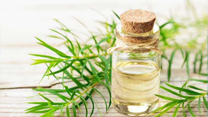 Tea tree oil là gì? Liệu có những sản phẩm chăm sóc chuyên biệt nào giúp người dùng tránh rủi ro khi sử dụng tea tree oil tại nhà?