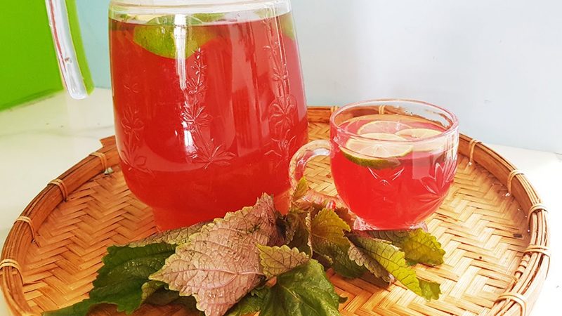Uống lá tía tô có tác dụng gì? Tham khảo các tác dụng của lá tía tô