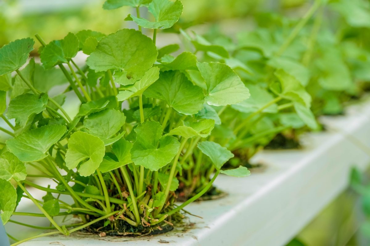 Rau mà là một trong những top thực phẩm giảm mụn cho da hiệu quả
